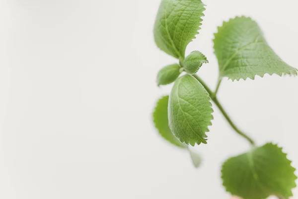 Fresh melissa leaves — Stock Photo, Image