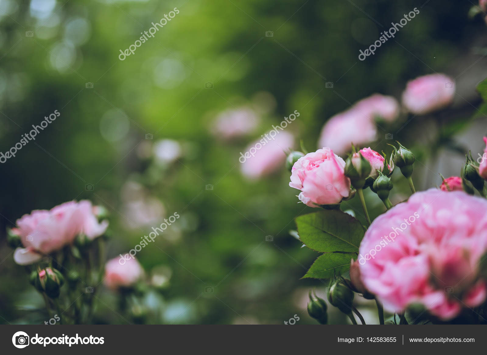 Rosas coloridas no jardim fotos, imagens de © KristinaPonomareva #142583655