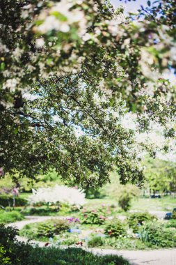 Bahar zaman güzel park