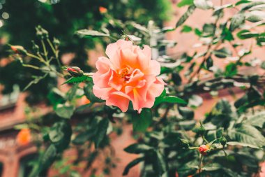 renkli gül bahçesinde