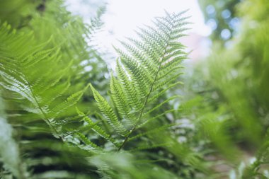 Yeşil eğrelti otu yaprakları