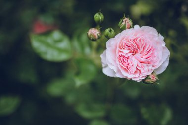 renkli gül bahçesinde