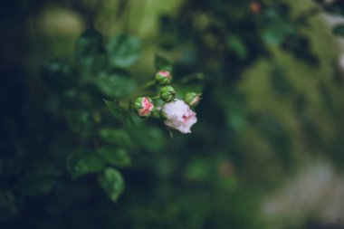 renkli gül bahçesinde
