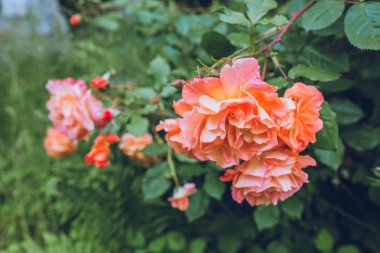 renkli gül bahçesinde