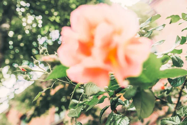 Rosa de colores en el jardín —  Fotos de Stock