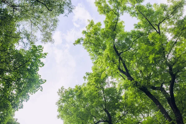 Grüne Baumblätter — Stockfoto