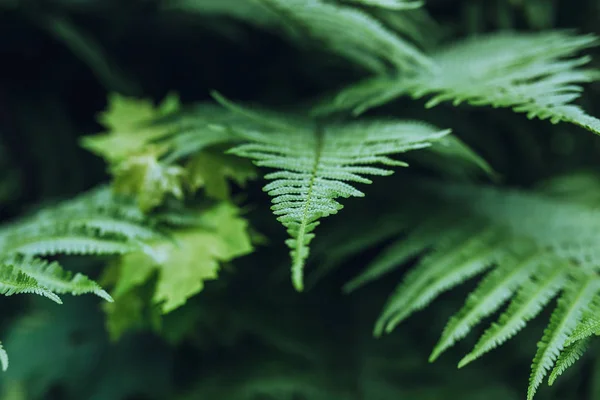 Folhas de samambaia verde — Fotografia de Stock