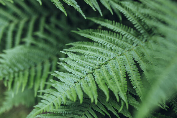 green fern leaves