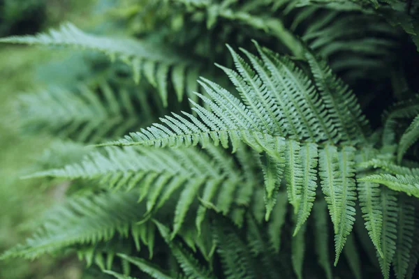 Folhas de samambaia verde — Fotografia de Stock