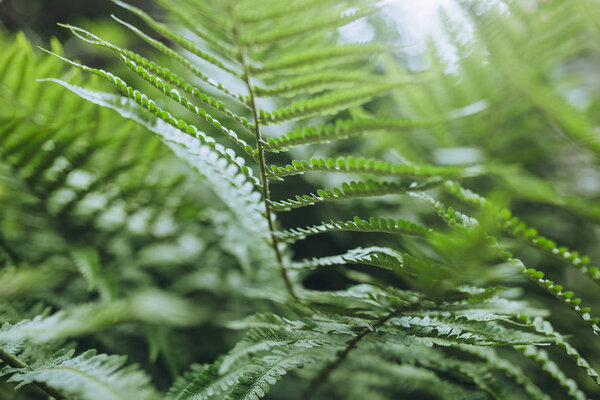 green fern leaves