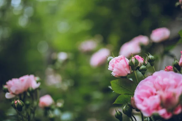 Rosas coloridas no jardim — Fotografia de Stock