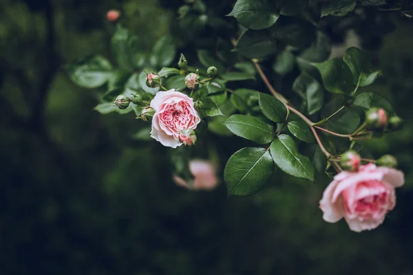 Rosas de colores en el jardín —  Fotos de Stock