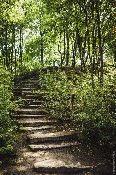 Treppe mit grünen Bäumen — Stockfoto