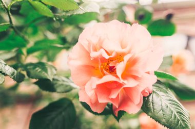 Güzel çiçek fotoğrafı