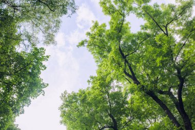 park açık yeşil ağaçların