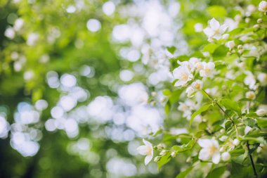 güzel beyaz çiçekler dallar