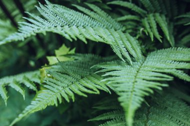 güzel yeşil yapraklar
