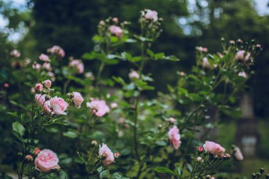 güzel pembe çiçekler açık