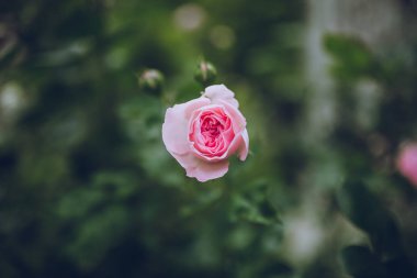 güzel pembe çiçek