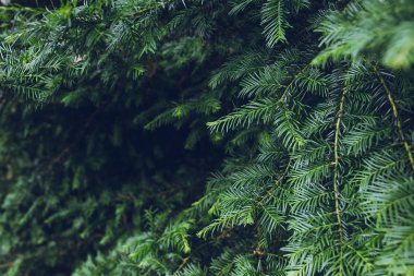 güzel yaprak dökmeyen ağaç