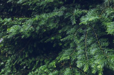 güzel yaprak dökmeyen ağaç