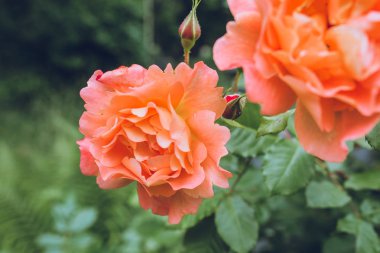 güzel pembe çiçekler