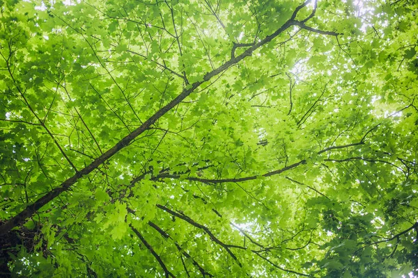 Grüne Bäume im Freien im Park — Stockfoto