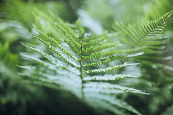 Folhas verdes de samambaia — Fotografia de Stock