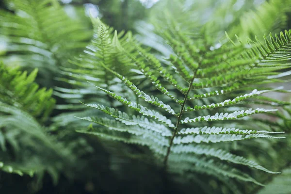 Крупним планом зелене листя папороті — стокове фото