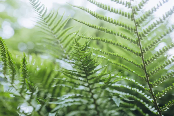 シダの緑の葉のクローズ アップ — ストック写真