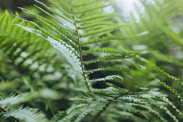 close-up of green leaves of fern 