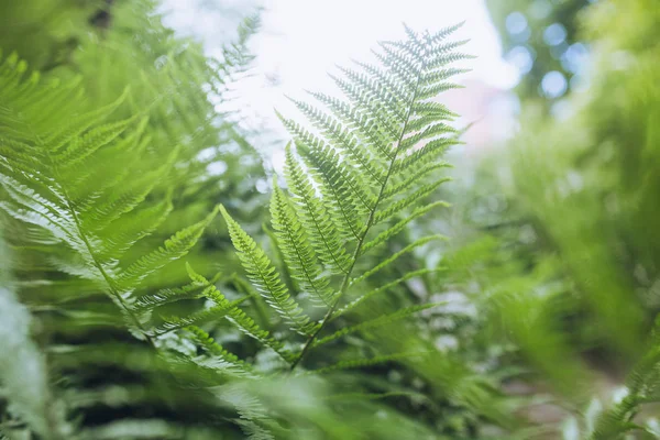 Крупним планом зелене листя папороті — стокове фото