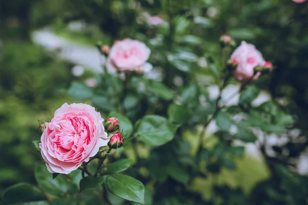 Pembe çiçekler açık — Stok fotoğraf