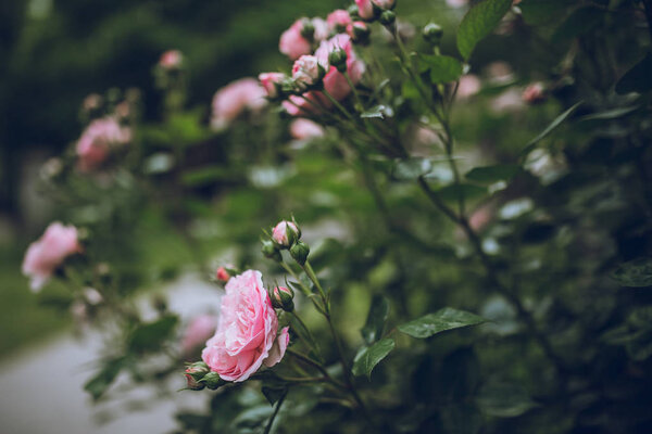 beautiful pink flowers outdoor