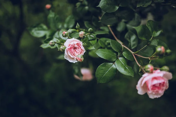 Güzel pembe çiçekler açık — Stok fotoğraf