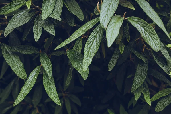 Beautiful green leaves — Stock Photo, Image