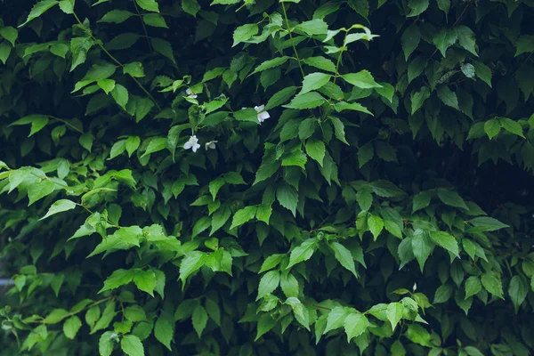 Vackra gröna blad utomhus — Stockfoto