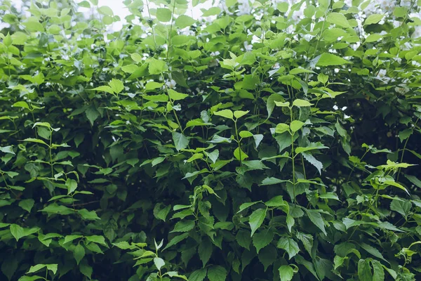 Vackra gröna blad utomhus — Stockfoto