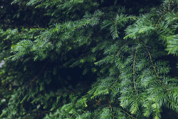 güzel yaprak dökmeyen ağaç