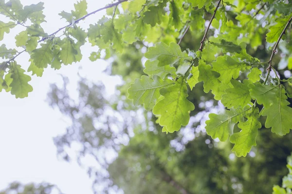 Grüne Blätter der Eiche — Stockfoto