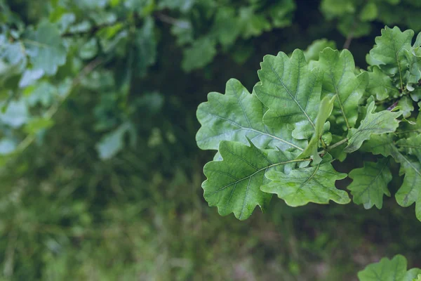 Foglie verdi di quercia — Foto Stock