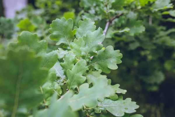 meşe ağacının yeşil yaprakları