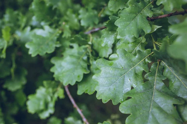 orman içinde meşe ağaç yaprakları