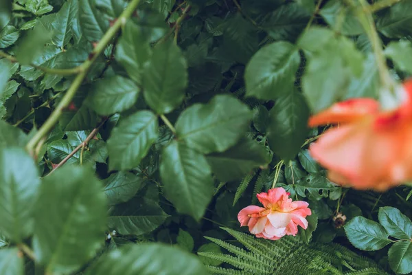 güzel pembe çiçekler