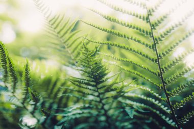 yakın çekim yeşil yaprakları eğreltiotu 