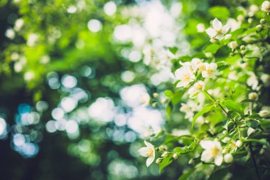 güzel beyaz çiçekler dallar