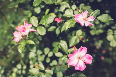 güzel pembe çiçekler