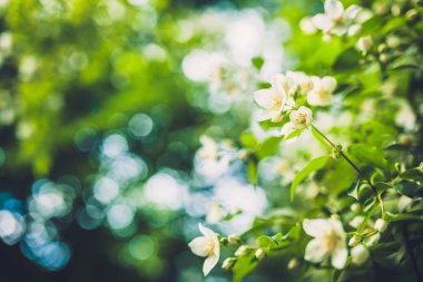 güzel beyaz çiçekler dallar