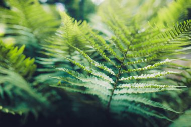 Yeşil eğreltiotu yaprakları 