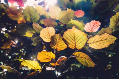 güzel sonbahar yaprakları